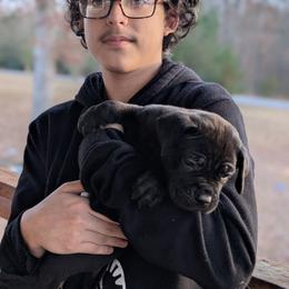 Cane Corso Puppies from Regal guardian cane corso