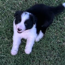 Pepper - Black and white male Border Collie puppy in Rocky, Oklahoma from SoCal/Promise Land Border Collies