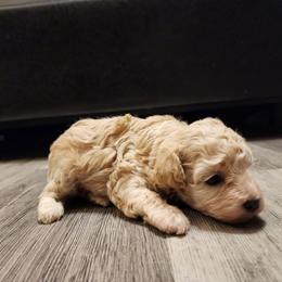Poodle Puppies from Wendy's Poodles