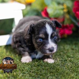 Carrie - Black tri female Toy Australian Shepherd puppy in Granbury, Texas from Best Little Aussies