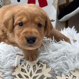 Teal collar - Yellow female Labrador Retriever puppy in Heath Springs, South Carolina from Rich Hill Retrievers