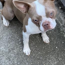 Boston Terrier All Grown Up from Nettles Nuggets