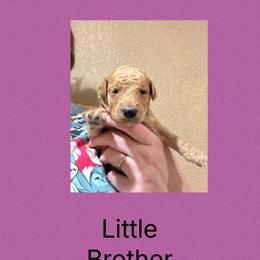 AKC  Standard poodle Little brother - Red  male Poodle puppy in Harrisburg, Arkansas from Ransone’s Ridge Runners Poodles and Doodles