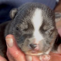 Boo - Silver and white female Pomsky puppy in Spring Hill, Florida from PDQ Pomskies