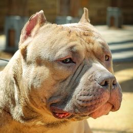 Nubi  - American Bully