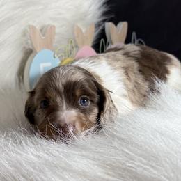 Lucas Gorgeous BLUE Eyes - Dapple male Dachshund puppy in Fort Worth, Texas from Louis' Litters