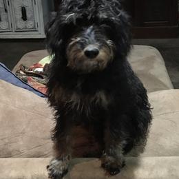 Moose - Labradoodle