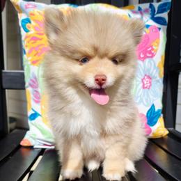 Athos SALE 3500 - Merle male Pomsky puppy in Christiana, Tennessee from Smoky Mountain Pomskies