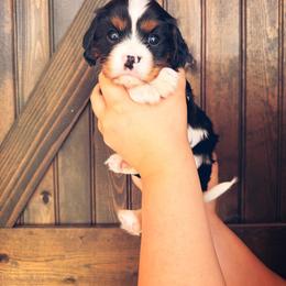 Telemachus - Tri-color male Cavalier King Charles Spaniel puppy in Spring Hill, Florida from Parisian Puppies