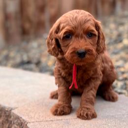 Rose - Red  female Goldendoodle puppy in Twin Falls, Idaho from Magic Valley Family Doodles