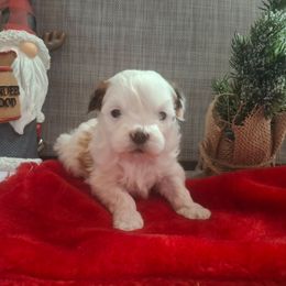 Female 2 - White female Shih Tzu puppy in Montrose, Colorado from Gnomies Furry Friends