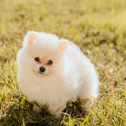 Miso - Cream male Pomeranian puppy in Fort Worth, Texas from Picture Perfect Poms