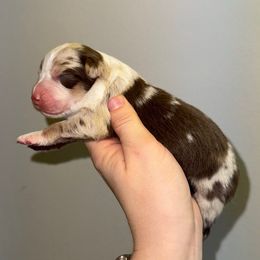 RMF 4 - Red merle female Australian Shepherd puppy in Anniston, Alabama from All Hale Aussies
