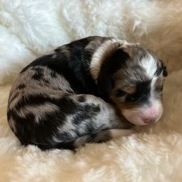 Duke - Blue merle male Aussiedoodle puppy in Orange Cove, California from Sand Creek Ranch Aussiedoodles