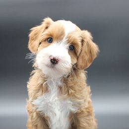 Stella - Red female Australian Cobberdog puppy in Bellingham, Minnesota from Whispering Prairie Australian Cobberdog