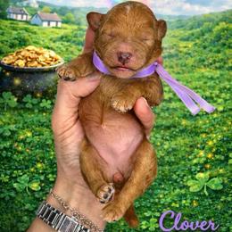 Clover (purple) - Red  female Goldendoodle puppy in Hot Springs, Arkansas from Hot Springs Kennels