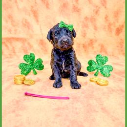 Ruby - Brown female Bernedoodle puppy in Lake City, Florida from 224 Doodles and Poodles