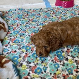 Cockapoo Puppies from Coco's Cocopuffs