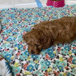 Cockapoo Puppies from Coco's Cocopuffs