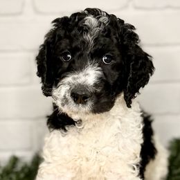 Romo - Parti Goldendoodle puppy in Morrow, Ohio from RemiRoodles