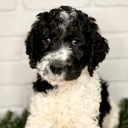 Romo - Parti Goldendoodle puppy in Morrow, Ohio from RemiRoodles