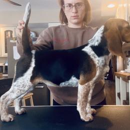 Fable - Beagle