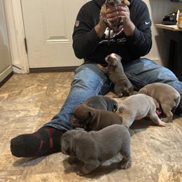 Aussiedoodle, Bulldog, Miniature Australian Shepherd, Poodle, and Toy Australian Shepherd Puppies from Mowry Creek Mini Aussiedoodles and More