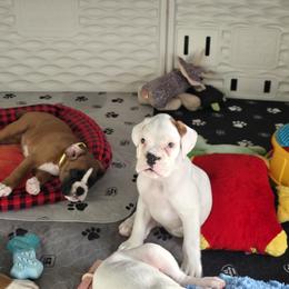 Girl 1 - female Boxer puppy in Kirskville, Missouri from Elevated Boxers