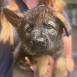 Pink collar - Sable female German Shepherd puppy in Canterbury, Connecticut from Nachtwaechter German Shepherds, LLC