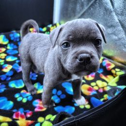 Marinara - Blue female Staffordshire Bull Terrier puppy in Dallas, Texas from Wild Blue Staffords