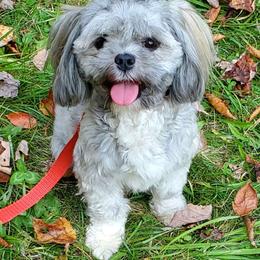 Anna - Lhasa Apso
