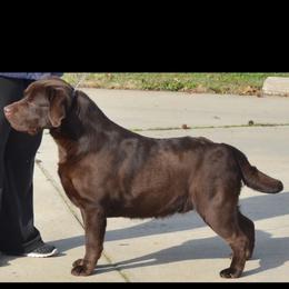 Rambler - Labrador Retriever