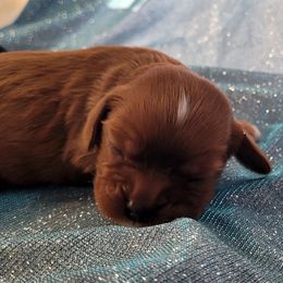 Boy 1 - Ruby male Cavalier King Charles Spaniel puppy in Castorland, New York from Faithful Friends Cavaliers