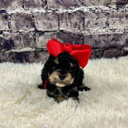 Sofia - Black female Poodle puppy in Lancaster, Missouri from Cavapoo Acres