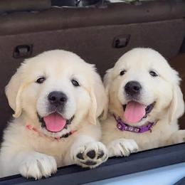Golden Retriever puppies from Fiddle In Gold Retrievers