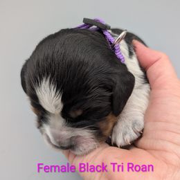 English Springer Spaniel Puppies from Karen Freitas
