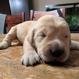 Orange - Golden male Golden Retriever puppy in Madison, Ohio from Heckmans English Cream Golden Retrievers
