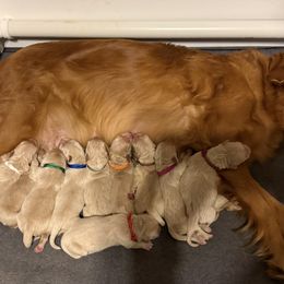 Mr.  Brown - Golden male Golden Retriever puppy in Havana, Florida from Golden Gems