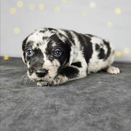 Sniper NALC - Blue merle female Catahoula Leopard Dog puppy in Doerun, Georgia from Twig & Tail Puppies