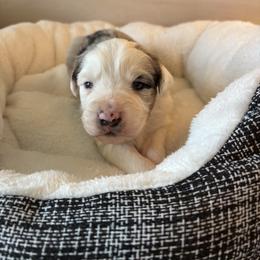 Clause - Blue merle male Australian Shepherd puppy in Morrow, Ohio from OakHaven Acres Aussies