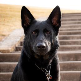 German Shepherds from Sonnengold German Shepherds