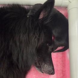 Belgian Sheepdog Puppies from Sans Soleil