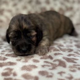 Girl 1 - Brindle female Dachshund puppy in Wichita, Kansas from Rustic Dachshunds