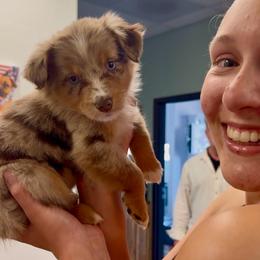 Jinx - Red merle female Australian Shepherd puppy in Tucson, Arizona from TTTNT Aussies