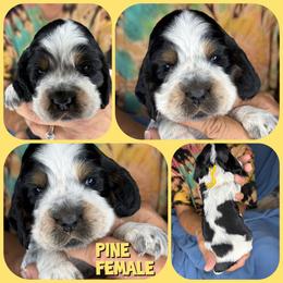 Pine - Black white and tan female English Springer Spaniel puppy in Billings, Montana from M&M Fuzzy Bottom Friends