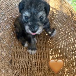 Chubs - Salt and pepper male Miniature Schnauzer puppy in Bloomington, California from Mini Beard Buster Kennel