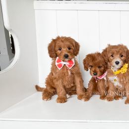 Cavapoo Puppies from Wonderful World Doodles