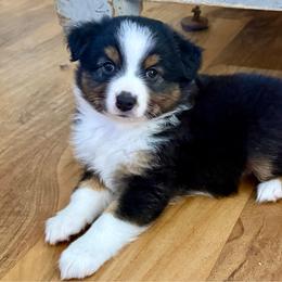 Juniper - Black tri female Miniature Australian Shepherd puppy in Gatesville, Texas from Southern Promise Aussie’s