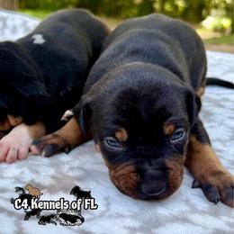 Female 2 - Black female Catahoula Leopard Dog puppy in Crestview, Florida from C4 Kennels of FL & AL