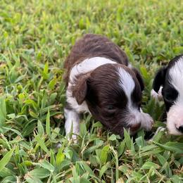 Red and White Male - Red tri-color male Aussiedoodle puppy in Bee Branch, Arkansas from Scroggins Creek Doodles